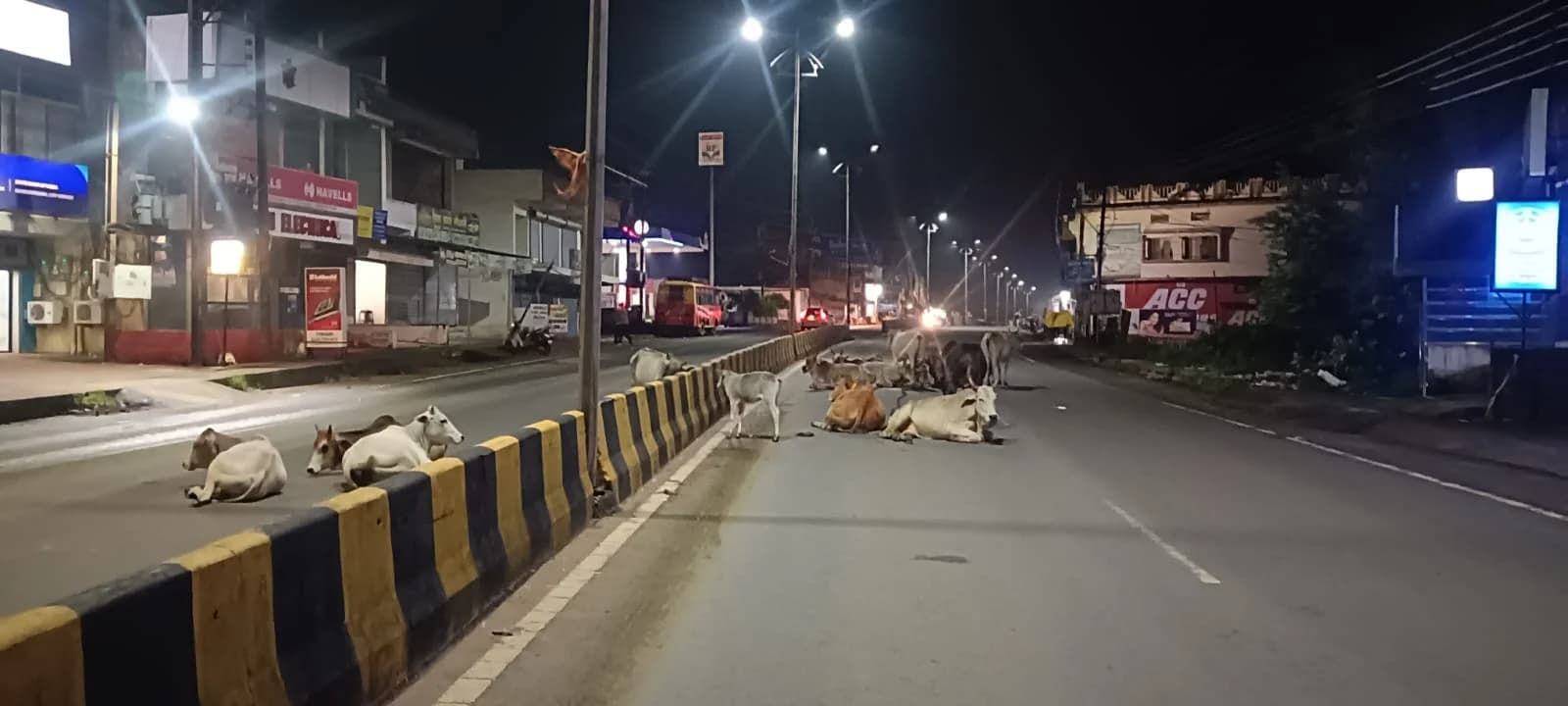 NH-43 एवं शहर की सड़कों पर आवारा पशुओं का आतंक, हादसों में जा रही जानें; आखिर कब जागेगा नगर पालिका एवं जिला प्रशासन?
