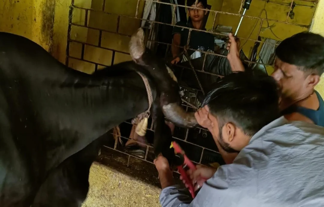 एनएच-43 पर पशुओं की सुरक्षा का ‘रेडियम कवच’, 346 से अधिक मवेशियों को लगाया गया बेल्ट (2)
